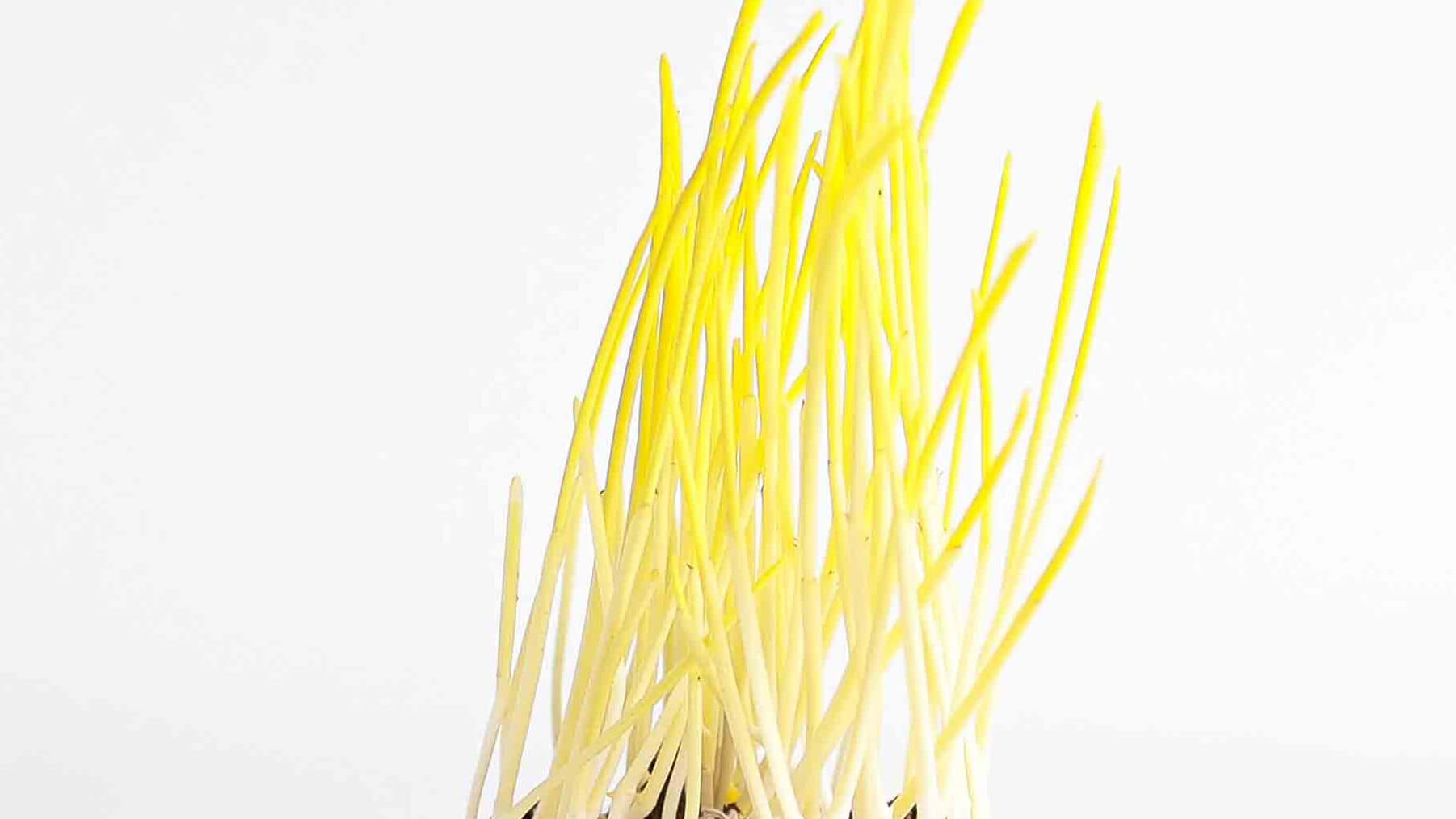 Prodotti microgreens pop corn