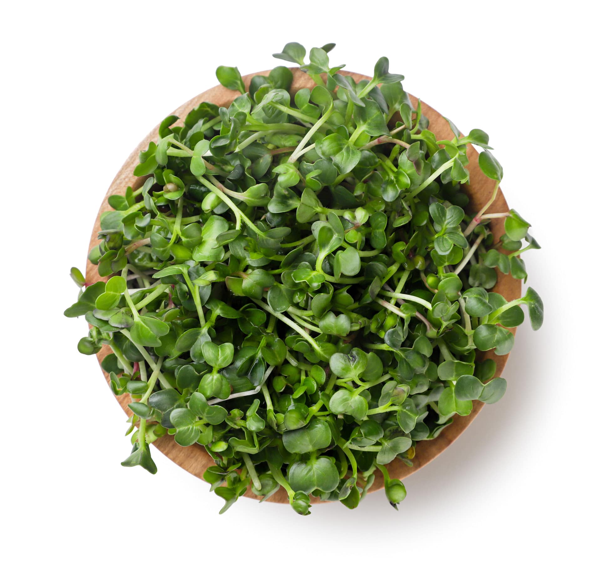 micro greens sprouted radish in a wooden plate close up on a white. top view