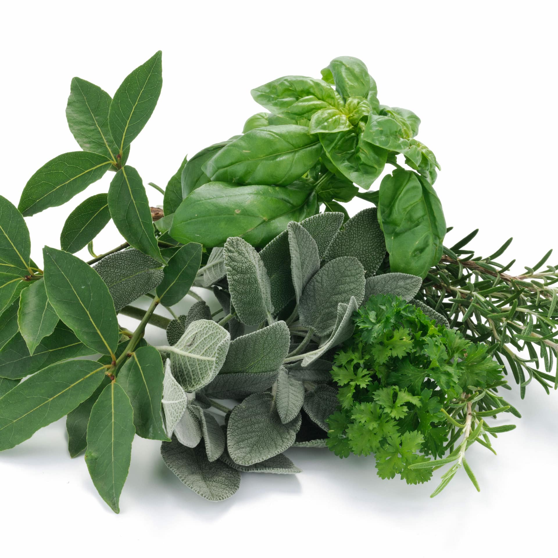 Home erbe aromatiche