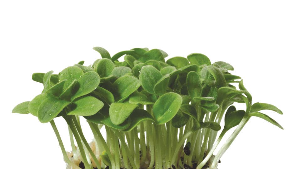 Prodotti borragine