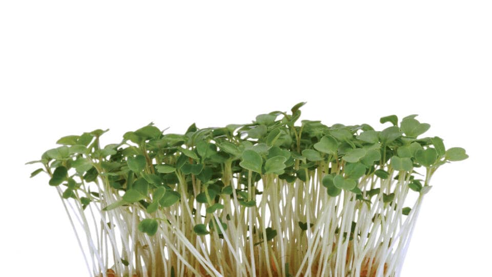 Prodotti rucola